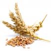 Neceliatická citlivosť na pšenicu : Áno, existuje